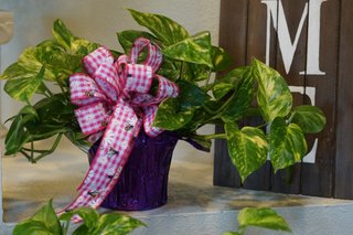 Philodendron Plant - $39.99