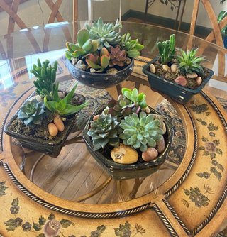Succulent Dish Gardens - Starting At $29.99