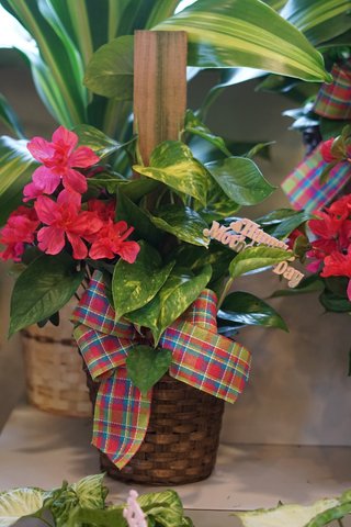 Philodendron Plant On A Pole - $49.99